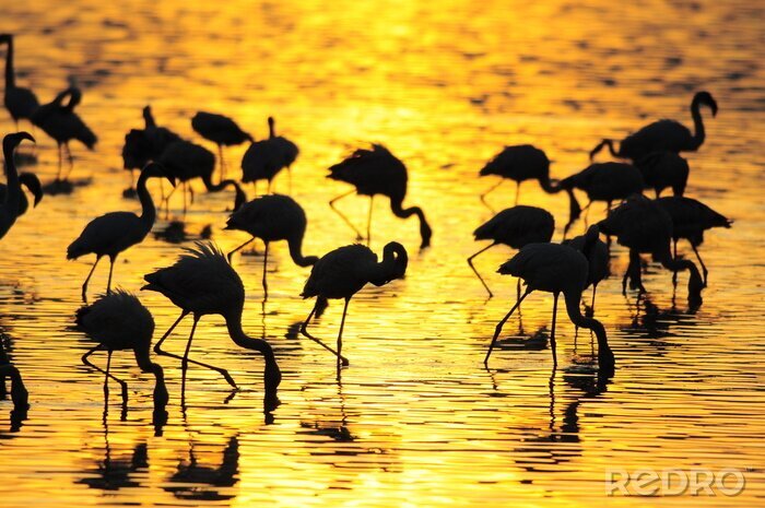 Fotobehang Roze dieren in het water