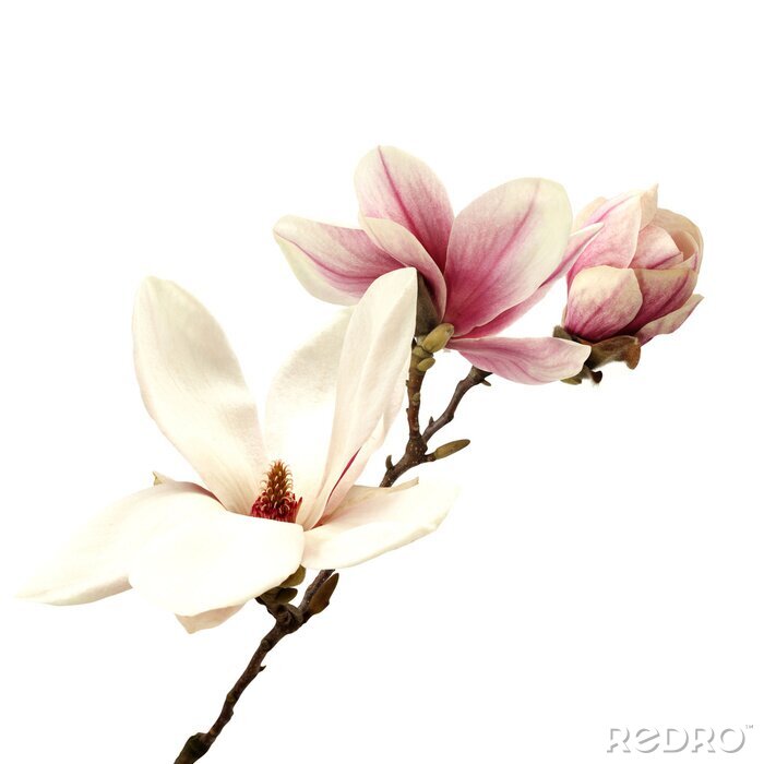 Fotobehang Roze en witte magnolia's