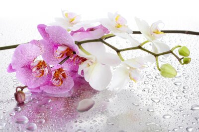 Roze en witte orchideeën bedekt met waterdruppels