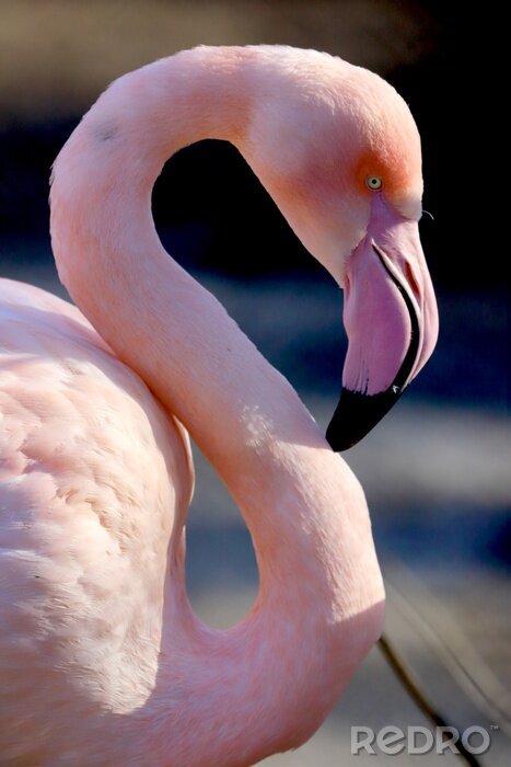 Fotobehang Roze flamingo in profiel