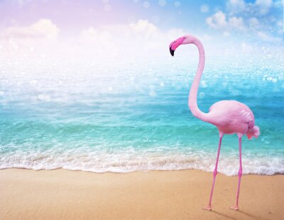 Fotobehang Roze flamingo op een achtergrond van water