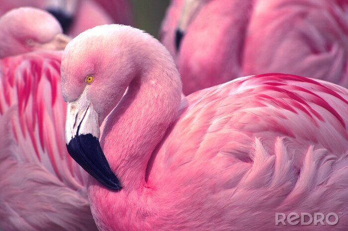 Fotobehang Roze flamingo patroon