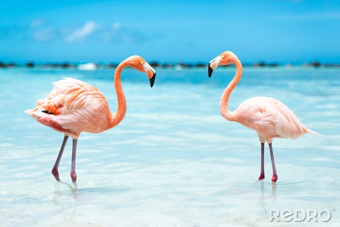 Fotobehang Roze flamingo's in blauw water