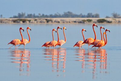 Roze flamingo's in een baai