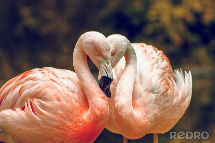 Fotobehang Roze flamingo's in een dierentuin