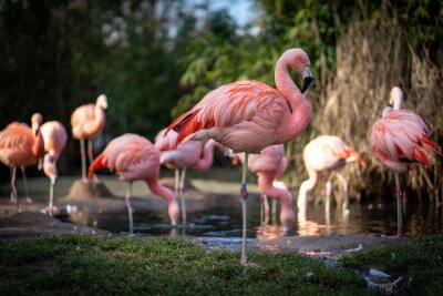 Fotobehang Roze flamingo's in een Duitse dierentuin