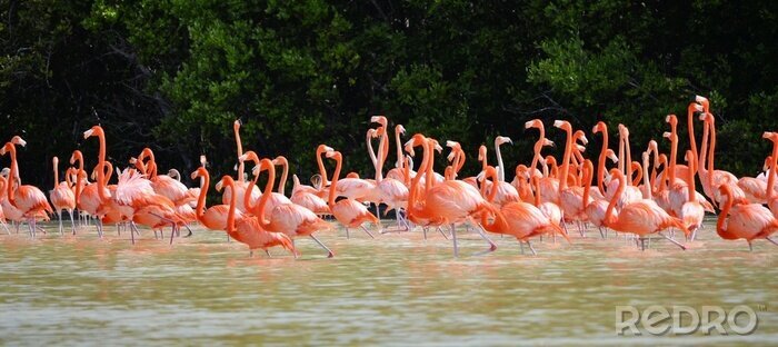 Fotobehang Roze flamingo's in een vijver