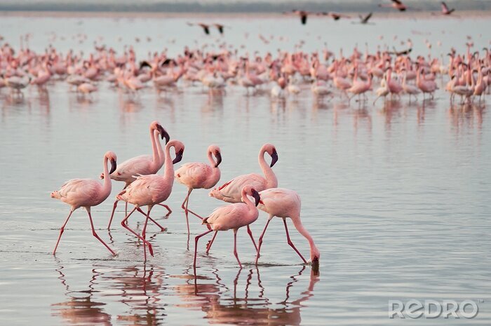 Fotobehang Roze flamingo's in het water