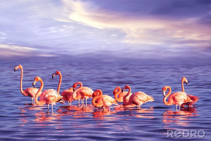 Fotobehang Roze flamingo's in zeewater