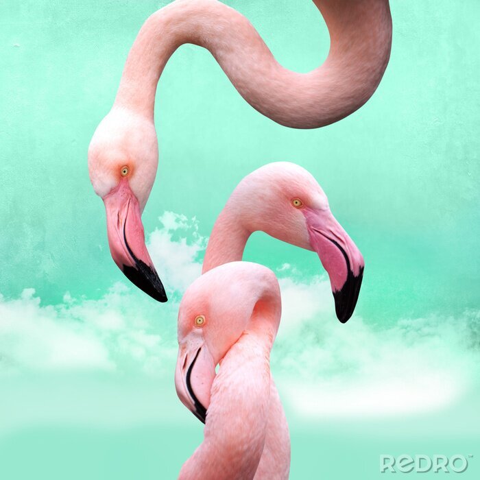 Fotobehang Roze flamingo's op een turquoise achtergrond