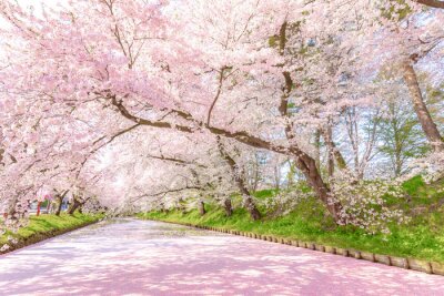 Fotobehang Roze kersenbloesems aan de rivier