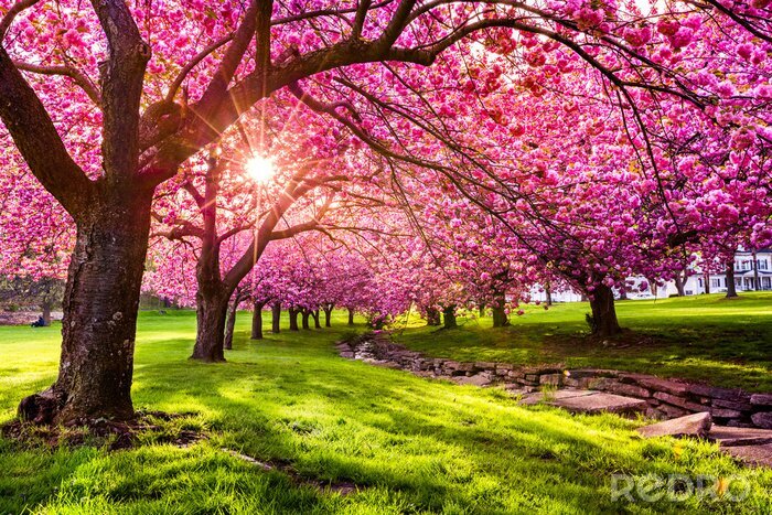 Fotobehang Roze kersenbomen