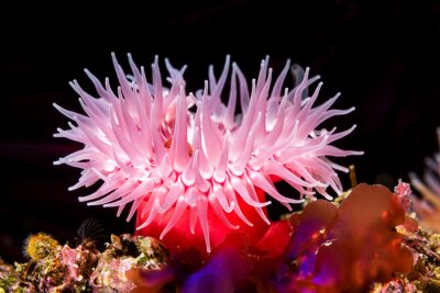 Fotobehang Roze koraalrif