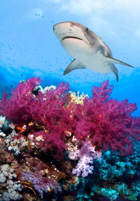 Fotobehang Roze koraalrif en haai