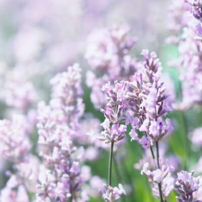 Fotobehang Roze lavendel bloemblaadjes