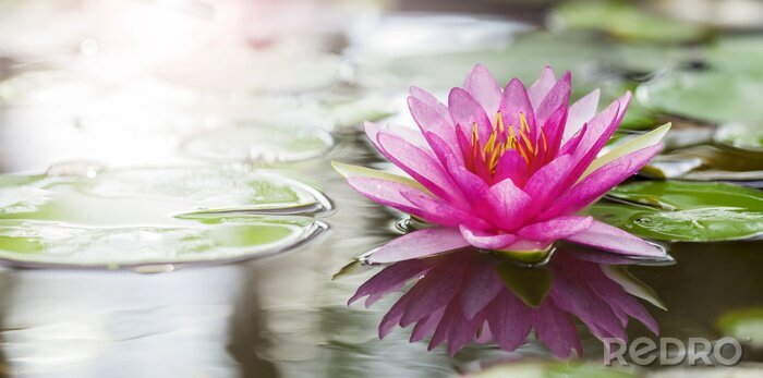 Fotobehang Roze lotusbloem op het water