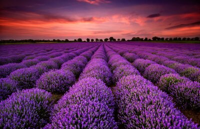 Fotobehang Roze lucht op de achtergrond van paars lavendel