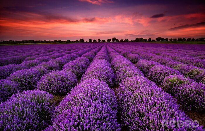 Fotobehang Roze lucht op de achtergrond van paars lavendel