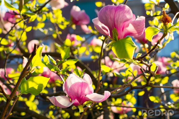 Fotobehang Roze magnolia aan een boom