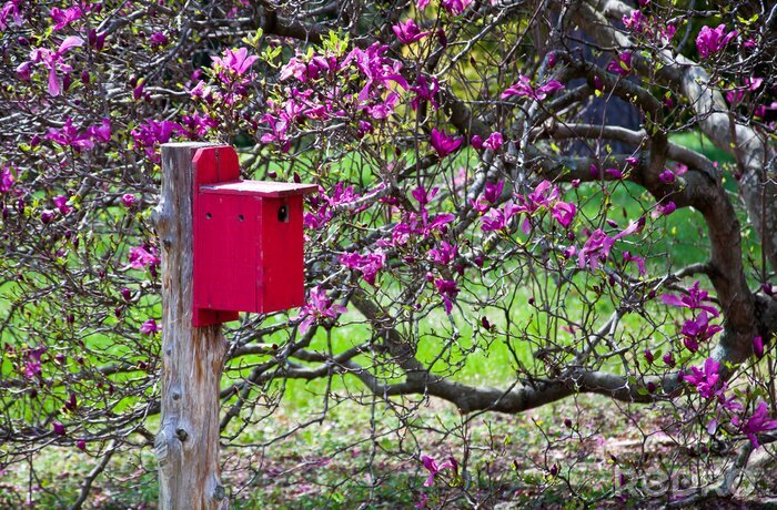Fotobehang Roze magnolia en voederhuisje voor vogels