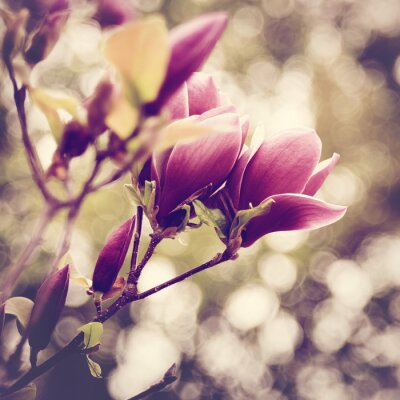 Roze magnolia en wazige achtergrond