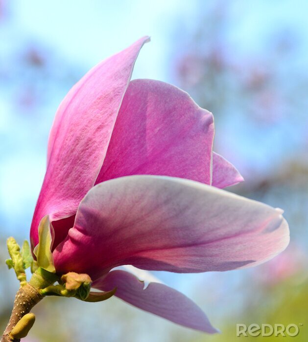 Fotobehang Roze magnolia in close-up