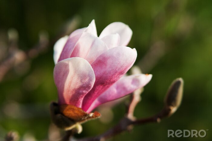 Fotobehang Roze magnolia in de tuin