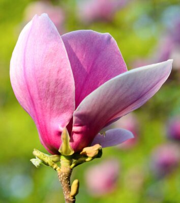 Roze magnolia knop close-up