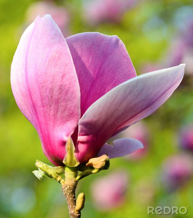 Fotobehang Roze magnolia knop close-up