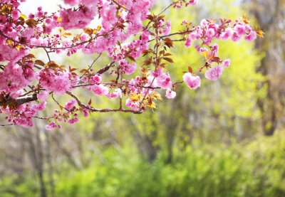 Fotobehang Roze magnolia op de achtergrond van natuur