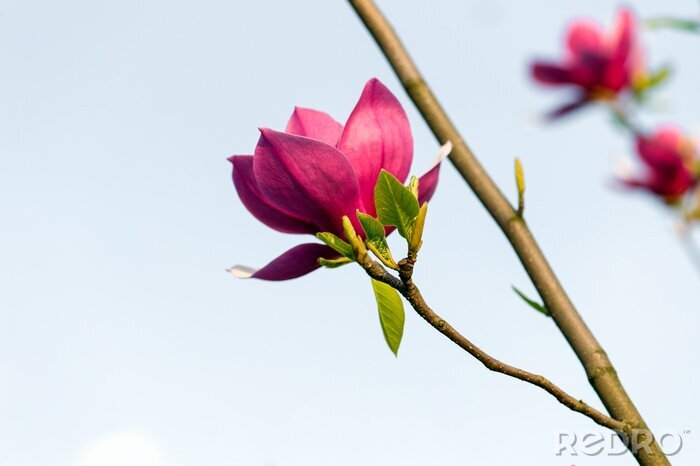 Fotobehang Roze magnolia op een tak
