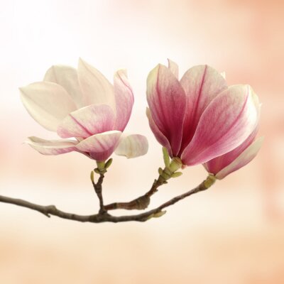 Fotobehang Roze magnolia op roze achtergrond