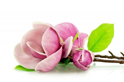 Fotobehang Roze magnolia op witte achtergrond