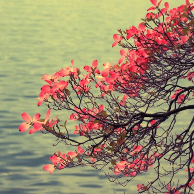 Fotobehang Roze magnolia's aan het water