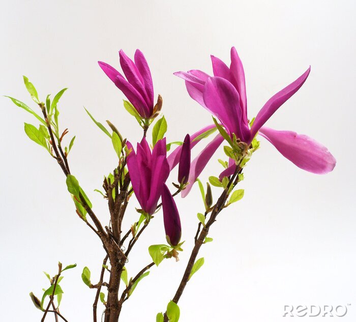 Fotobehang Roze magnolia's en groene bladeren