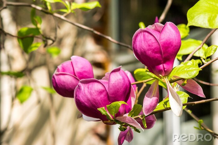 Fotobehang Roze magnolia's in de tuin