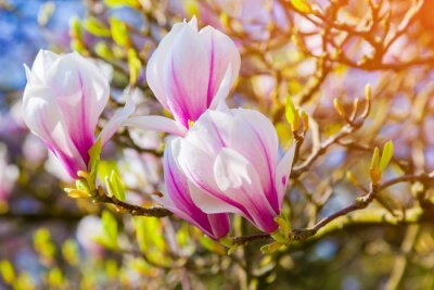 Fotobehang Roze magnolia's in de zon