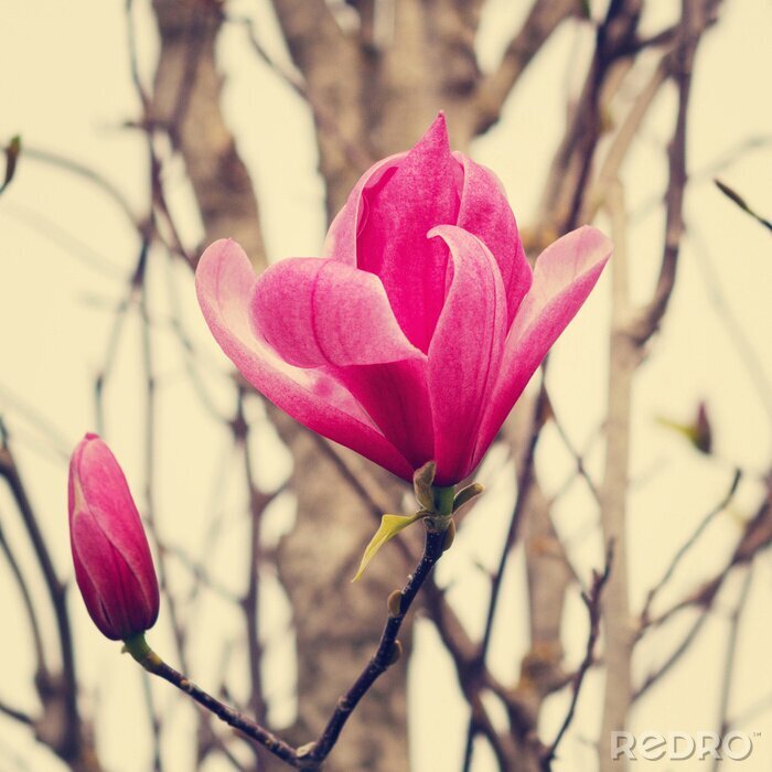Fotobehang Roze magnolia's op beige achtergrond