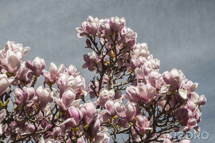 Fotobehang Roze magnolia's op een grijze achtergrond