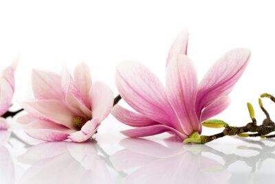 Fotobehang Roze magnolia's op een witte achtergrond