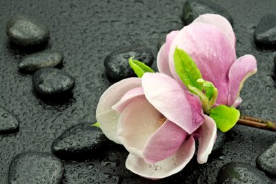 Fotobehang Roze magnolia's stenen en waterdruppels