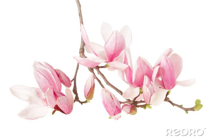 Fotobehang Roze magnolia tak op een witte achtergrond