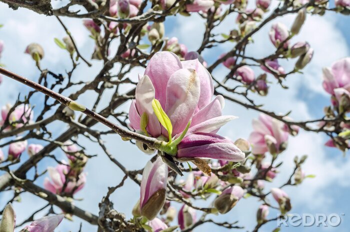 Fotobehang Roze magnolia tegen de lucht