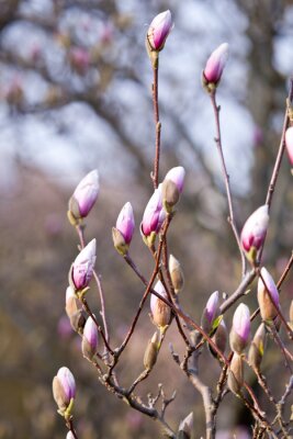 Fotobehang Roze magnoliaknoppen