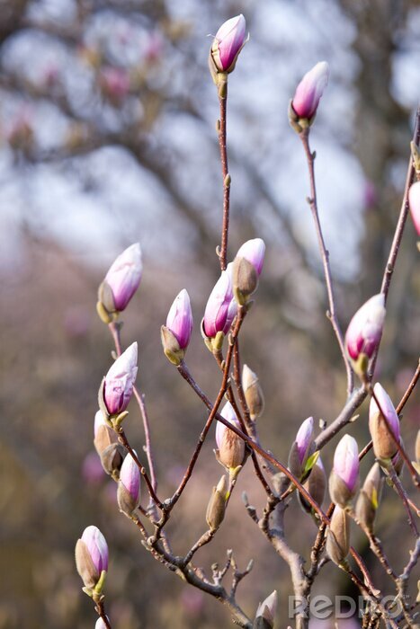 Fotobehang Roze magnoliaknoppen