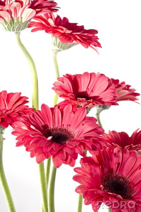 Fotobehang Roze mooie bloemen