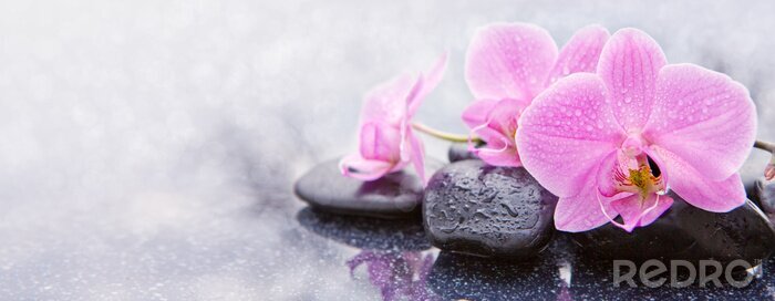 Fotobehang Roze natte orchideeën gerangschikt op stenen