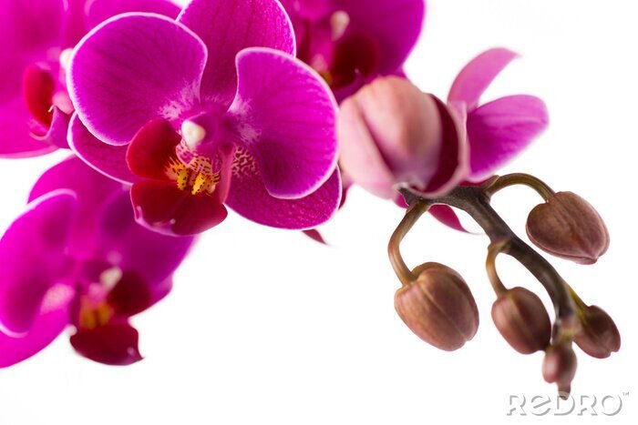 Fotobehang Roze orchidee en bloeiende toppen