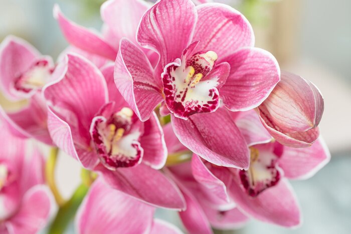 Fotobehang Roze orchidee op een lichte achtergrond in minimalistische stijl