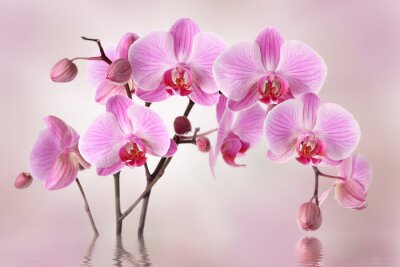 Fotobehang Roze orchideeën bloem achtergrond ontwerp